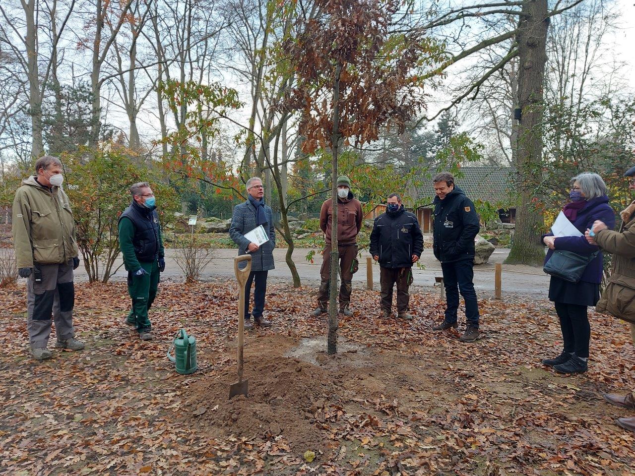 3333 ZerrEiche ist Zoobaum des Monats Virtuelles Zentrum